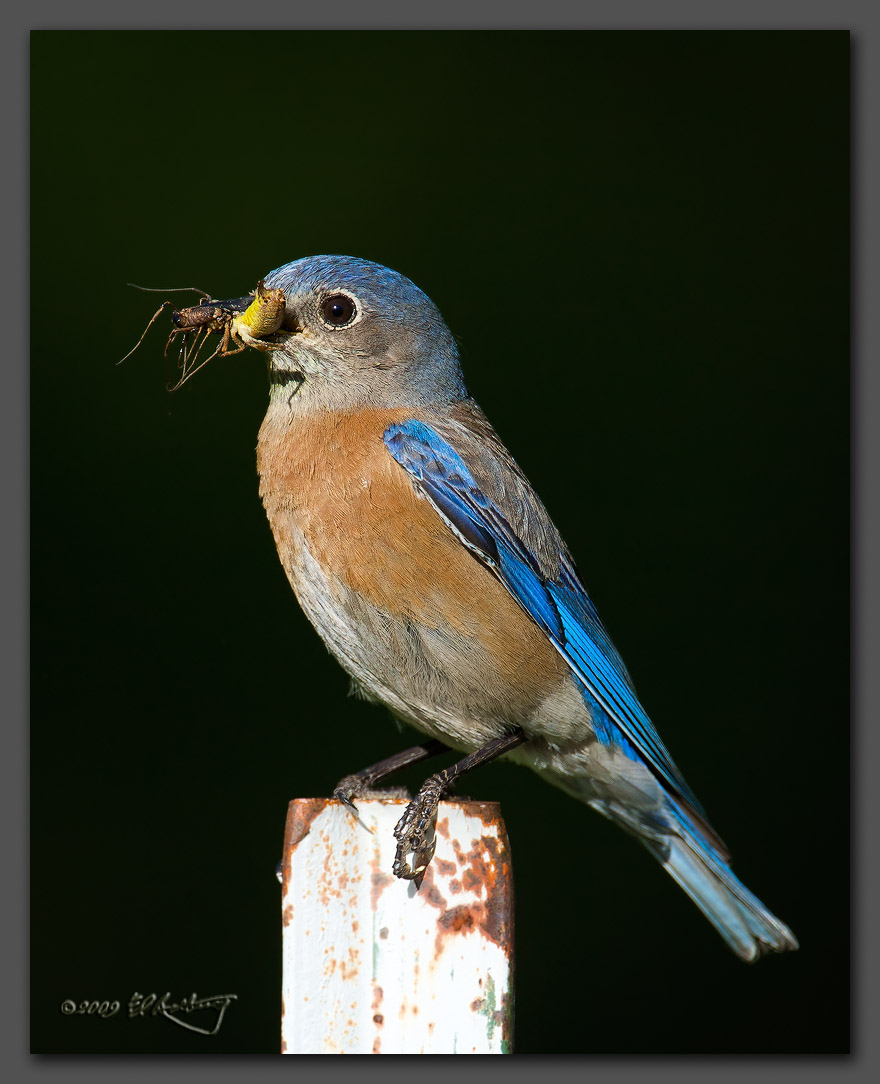 IMAGE: http://www.edrotberg.org/images/Western%20Bluebird%20-%20female%2003.jpg