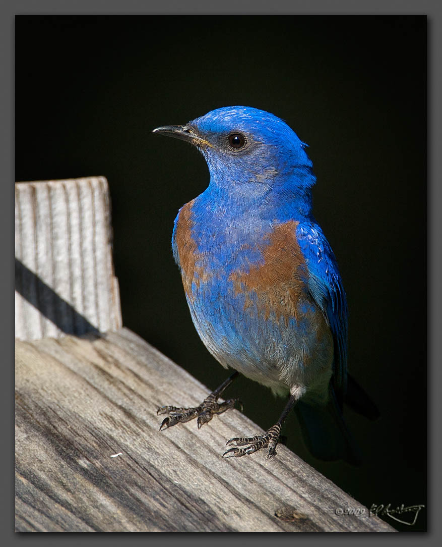 IMAGE: http://www.edrotberg.org/images/Western%20Bluebird%20-%20male%2002.jpg