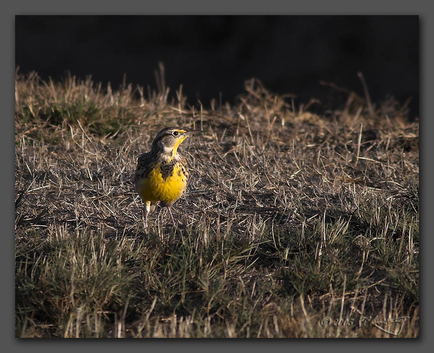 IMAGE: http://www.edrotberg.org/images/Western%20Meadowlark.jpg