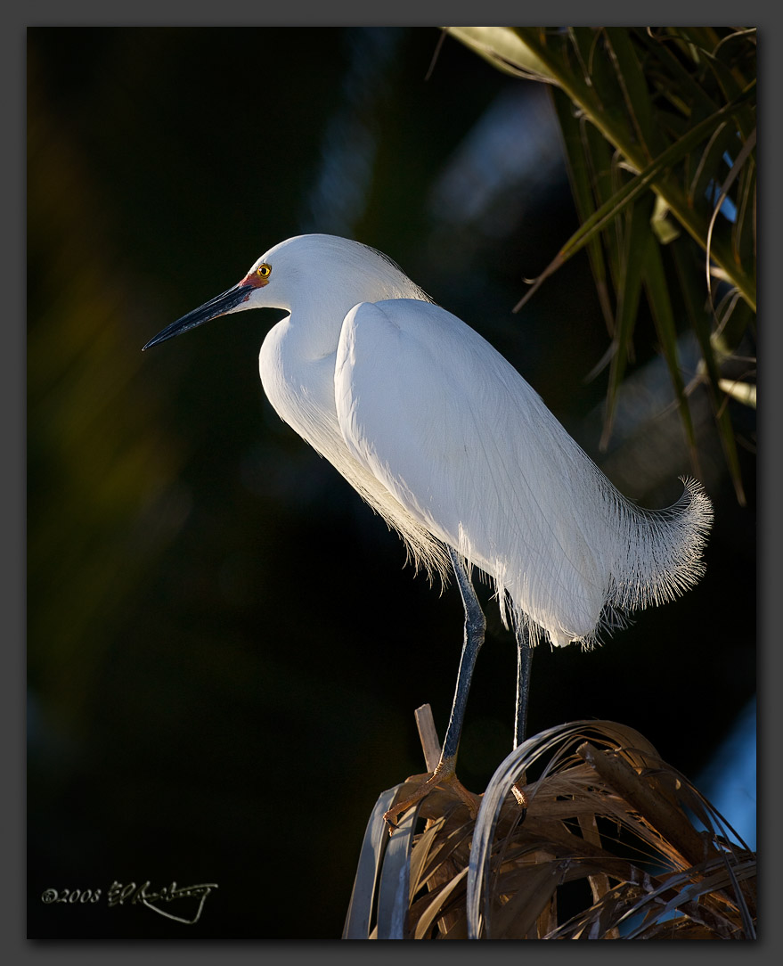 IMAGE: http://www.edrotberg.org/images/White%20Elegance.jpg