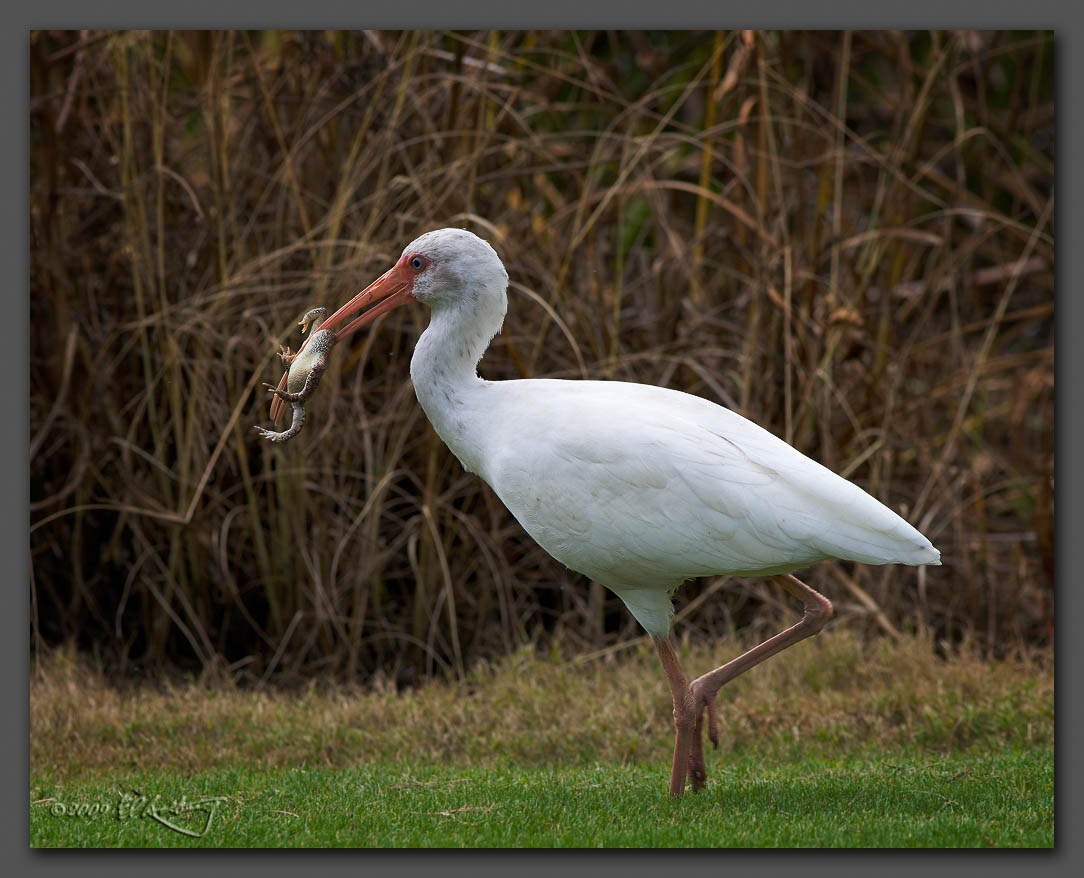 IMAGE: http://www.edrotberg.org/images/White%20Ibis%20-%20frog%20legs%20for%20breakfast.jpg
