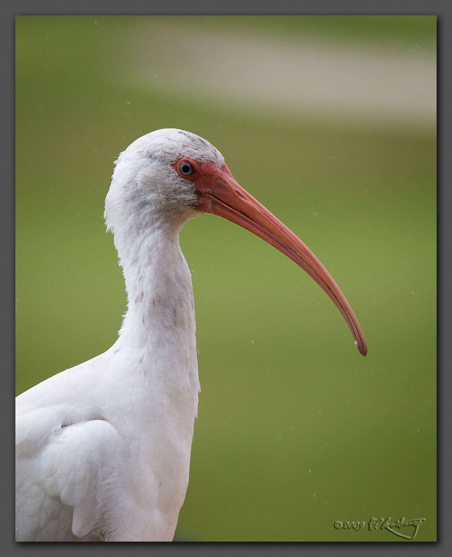 IMAGE: http://www.edrotberg.org/images/White%20Ibis%20profile.jpg