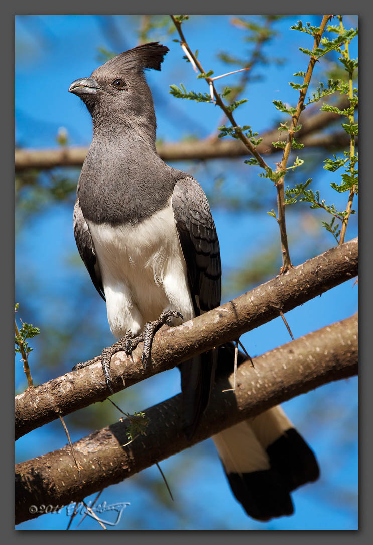 IMAGE: http://www.edrotberg.org/images/White-bellied%20Go-away-bird.jpg