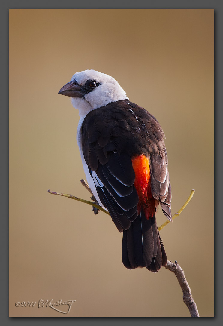 IMAGE: http://www.edrotberg.org/images/White-headed%20Buffalo%20Weaver.jpg