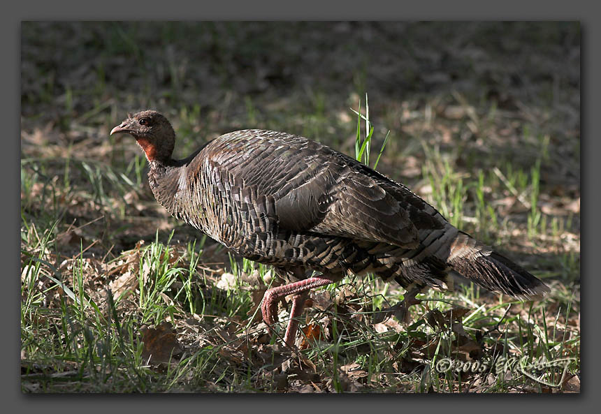 IMAGE: http://www.edrotberg.org/images/Wild%20Turkey.jpg