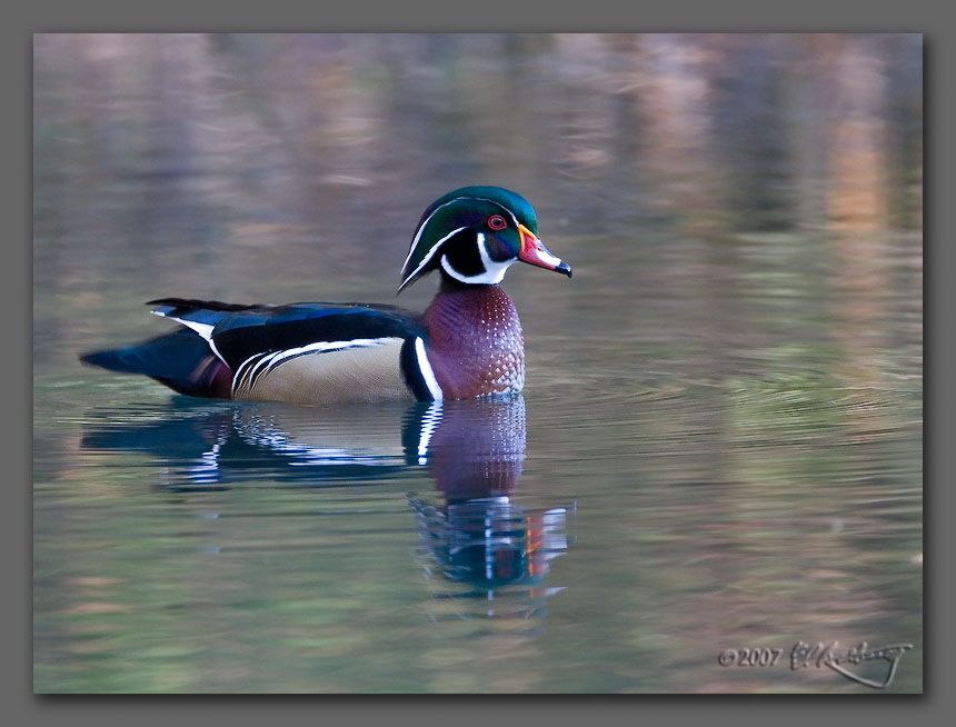 IMAGE: http://www.edrotberg.org/images/Wood%20Ducks%200728.jpg