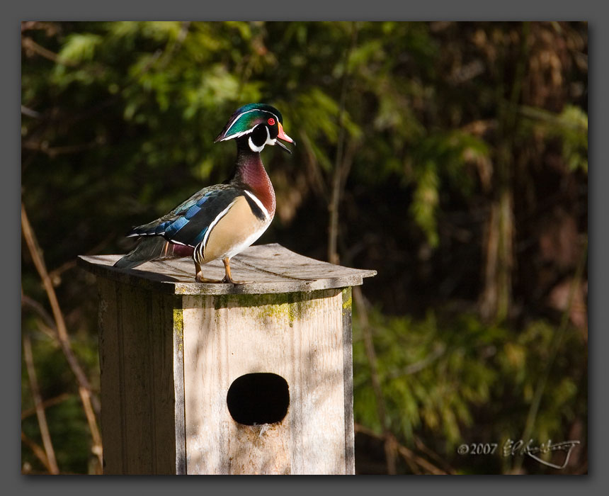 IMAGE: http://www.edrotberg.org/images/Wood%20Ducks%200849.jpg