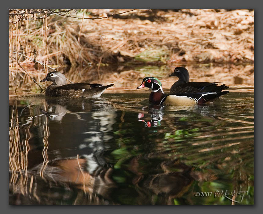 IMAGE: http://www.edrotberg.org/images/Wood%20Ducks%200857.jpg