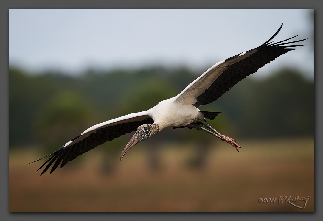 IMAGE: http://www.edrotberg.org/images/Wood%20Stork%20in%20flight.jpg