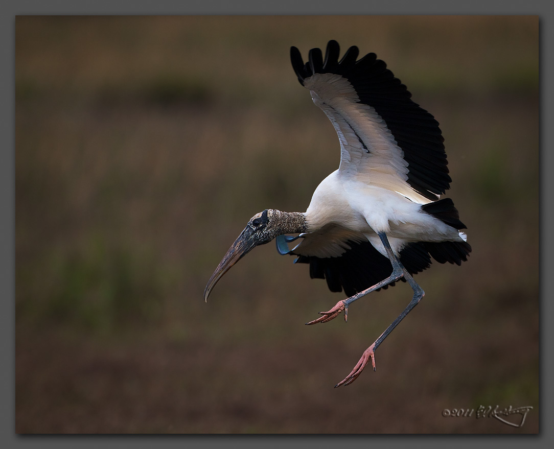 IMAGE: http://www.edrotberg.org/images/Wood%20Stork%20landing.jpg