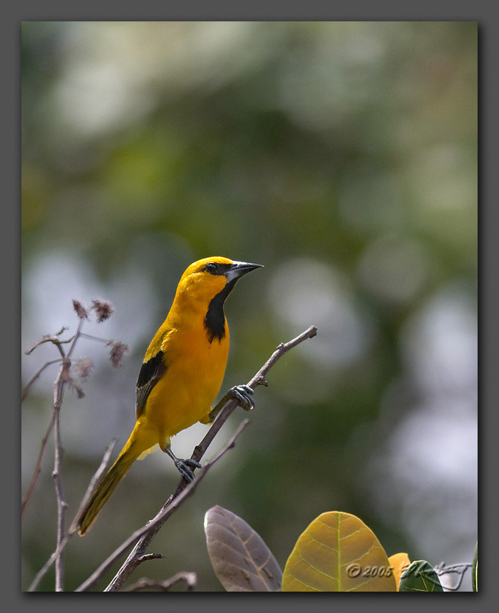 IMAGE: http://www.edrotberg.org/images/Yellow%20Oriole%201.jpg