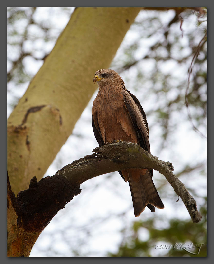 IMAGE: http://www.edrotberg.org/images/Yellow-billed%20Kite.jpg