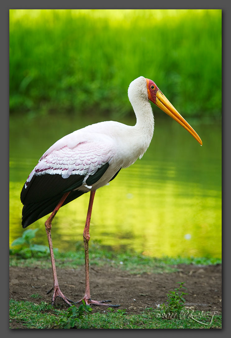 IMAGE: http://www.edrotberg.org/images/Yellow-billed%20Stork.jpg