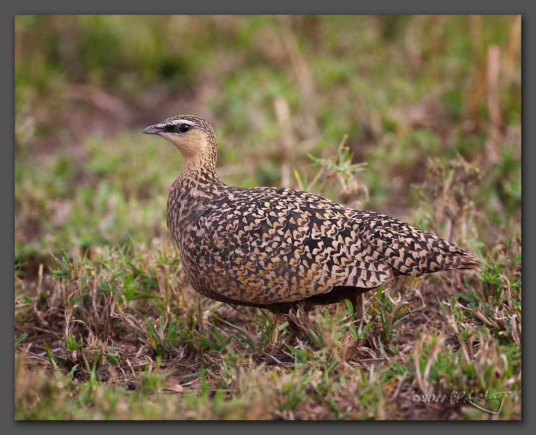 IMAGE: http://www.edrotberg.org/images/Yellow-throated%20Sandgrouse%20female.jpg