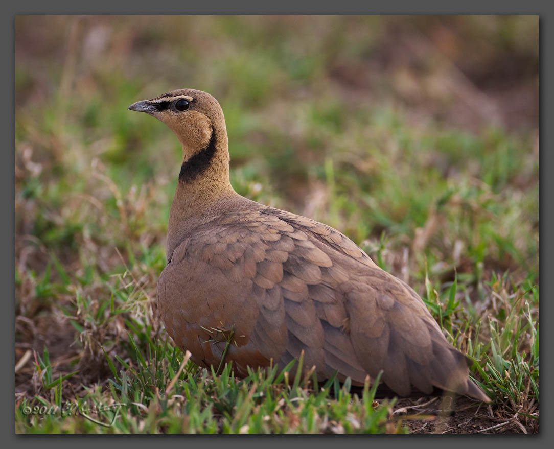 IMAGE: http://www.edrotberg.org/images/Yellow-throated%20Sandgrouse%20male.jpg