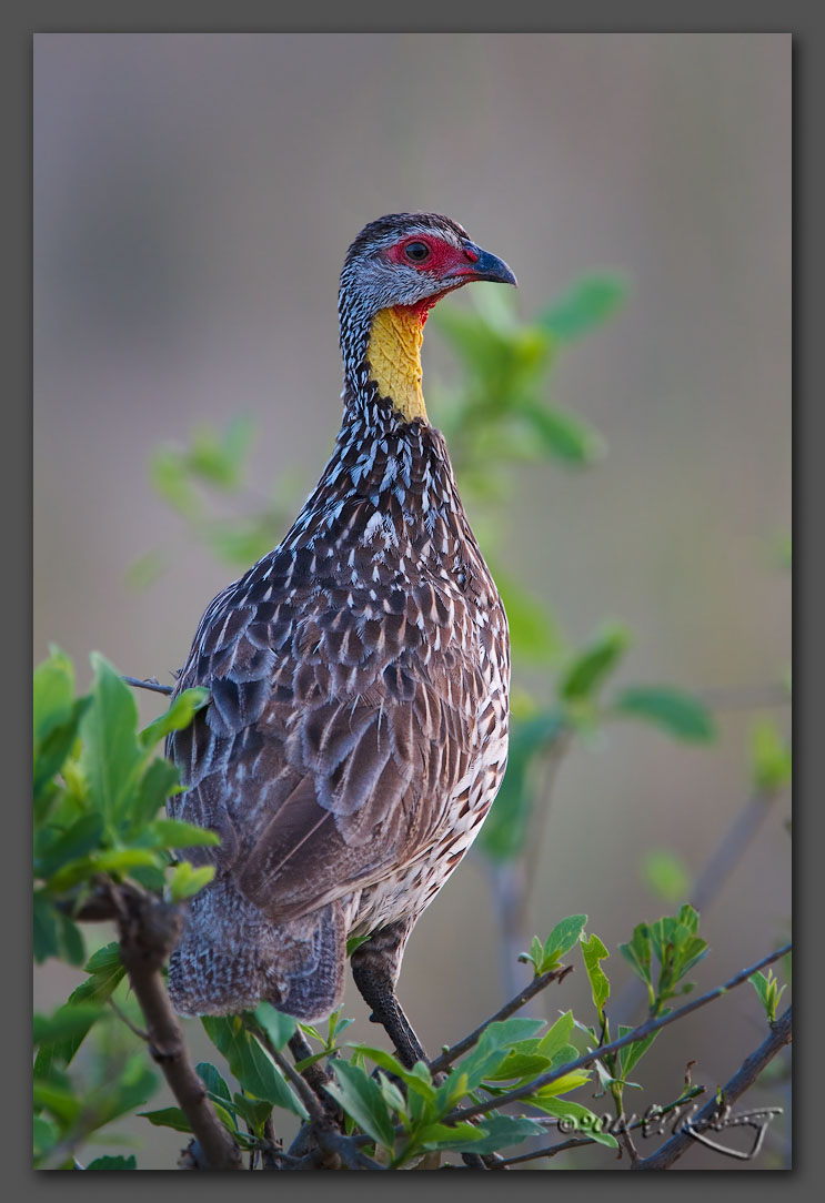 IMAGE: http://www.edrotberg.org/images/Yellow-throated%20Spurfowl.jpg
