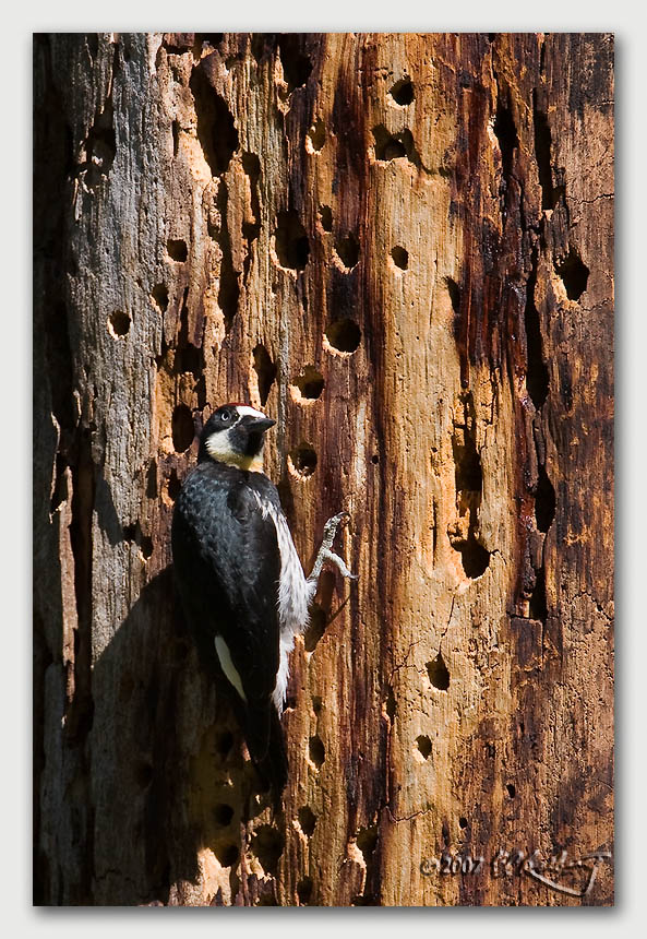 IMAGE: http://www.edrotberg.org/images/dpreview/Acorn%20Woodpecker%205.jpg