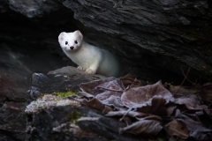 Ermine 2