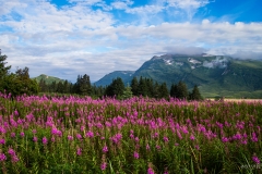 Alaskan_Fireweed_field