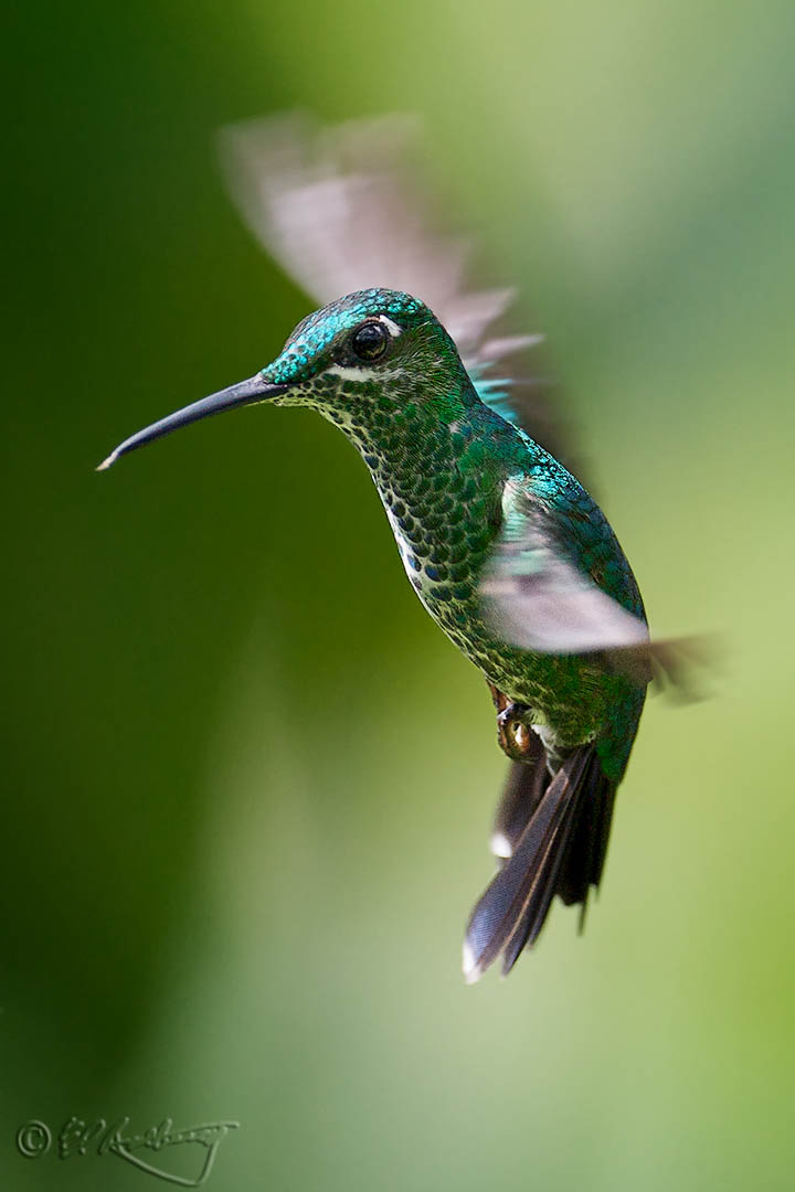 Green-crowned_Brilliant_female_in_flight
