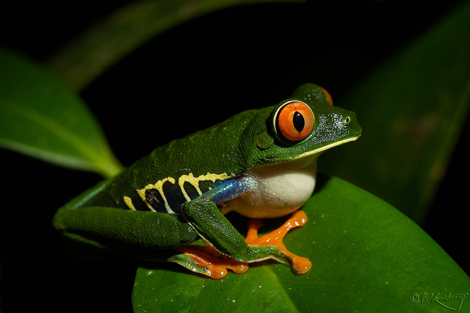 Red-eyed_Tree_Frog
