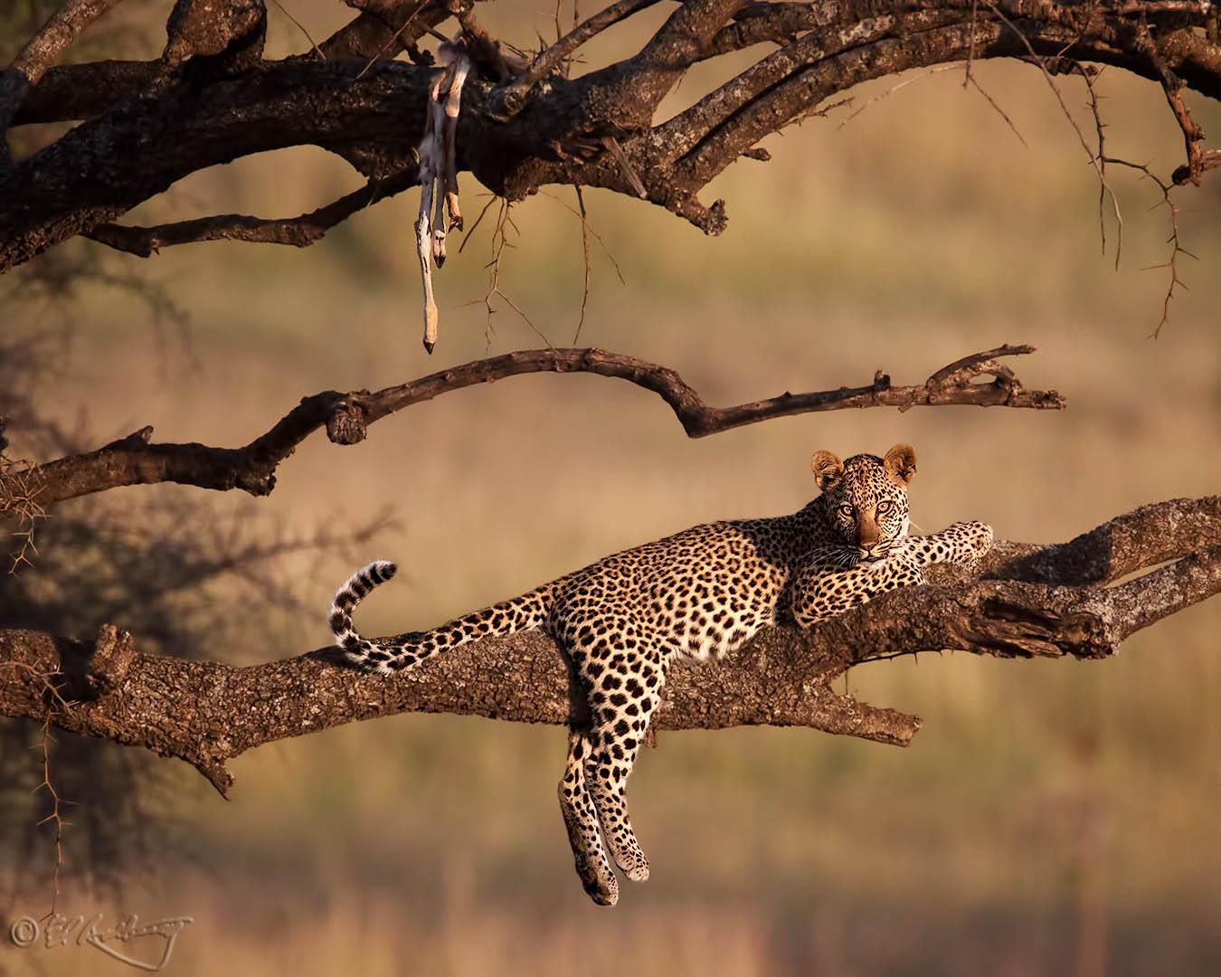 Young_Leopard_in_tree