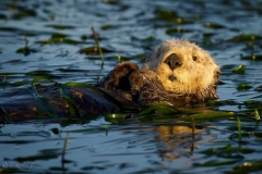 Sea_Otter_in_eel_grass