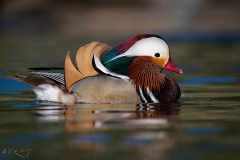 Mandarin_Duck_drake