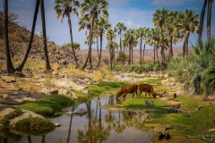 Makalani_Palms_along_Namibian_river