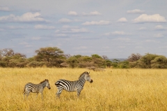 Zebra_Pano